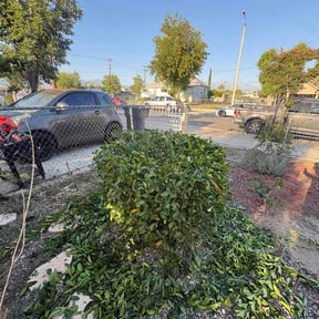 Bush Trimming by CNR Landscaping reviewed on June 9, 2026