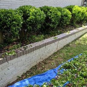 Bush Trimming by Mowr reviewed on August 20, 2025
