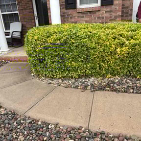 Bush Trimming by AG lawn service reviewed on August 15, 2025