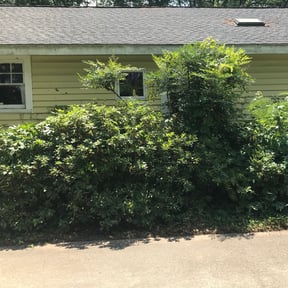 Bush Trimming by Easy lawn care and  more reviewed on August 20, 2025