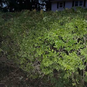 Bush Trimming by Fredscape reviewed on May 30, 2026