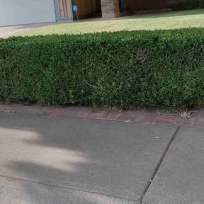 Bush Trimming by Cari Lawn Care reviewed on November 22, 2025