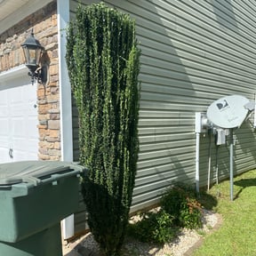 Bush Trimming by Jhon's Landscaping reviewed on August 19, 2025