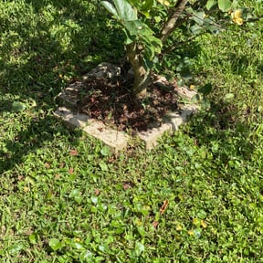 Flower Bed Weeding by Big O Mows Landscaping reviewed on August 17, 2025