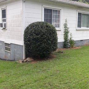 Bush Trimming by Wren Residential Landscape Company reviewed on August 16, 2025