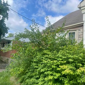 Bush Trimming by Tegridy Lawn and Home Care reviewed on August 14, 2025