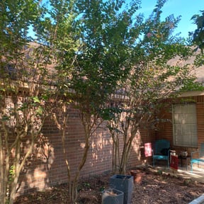 Bush Trimming by Aguilars Lawn Service reviewed on May 3, 2024