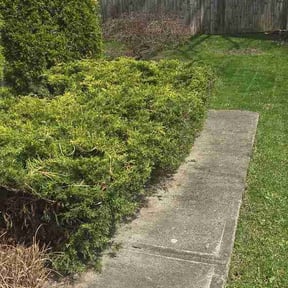 Bush Trimming by We Go Kc Lawn and Snow reviewed on April 11, 2026