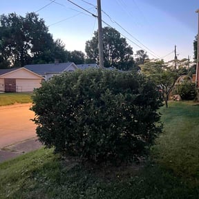 Bush Trimming by Asap Tree &amp; Landscape llc reviewed on June 1, 2026