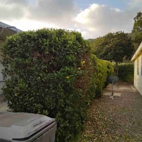 Bush Trimming by JNGLandscaping LLC reviewed on August 18, 2025