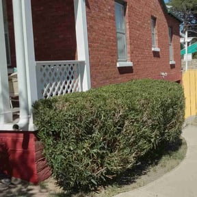 Bush Trimming by A&S Landscaping and Snow Removal reviewed on August 15, 2025