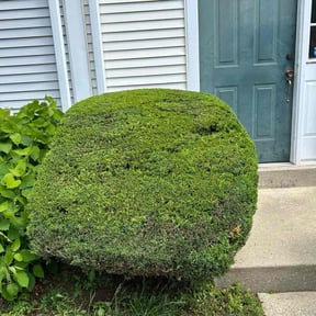 Bush Trimming by Logans Lawn service reviewed on October 15, 2023