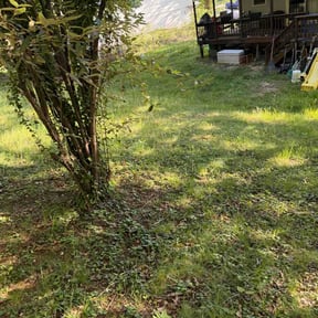Leaf Removal by Above and Beyond Landscape and Lawn Care Services reviewed on June 2, 2026