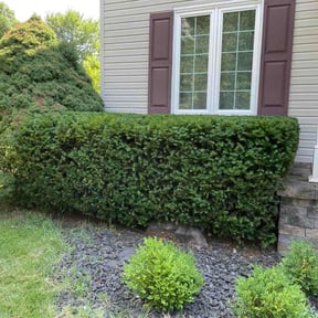 Bush Trimming by Bryan lawn care llc reviewed on July 27, 2026