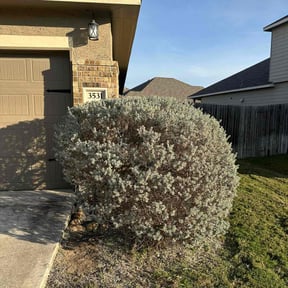 Bush Trimming by Emerald Green Lawn Service reviewed on August 16, 2025