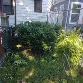 Bush Trimming by Tim's Discount Lawn reviewed on August 16, 2025