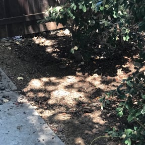 Bush Trimming by Vaquero Hills Landscaping llc. reviewed on August 15, 2025