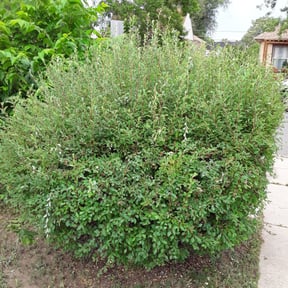 Bush Trimming by Double F Lawns reviewed on August 20, 2025