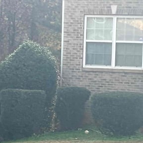 Bush Trimming by Nice Lawns on Wheels reviewed on November 20, 2025