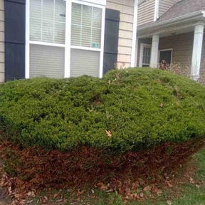 Bush Trimming by Virgil lawn service reviewed on August 18, 2025