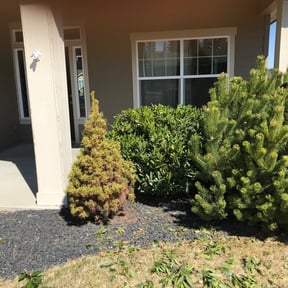 Bush Trimming by JA Performance Outdoor Services reviewed on August 19, 2025