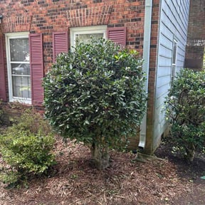 Bush Trimming by Contreras Landscaping reviewed on October 24, 2025