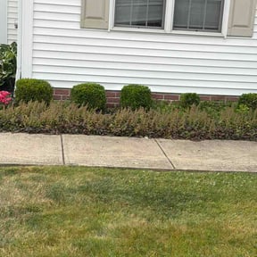Bush Trimming by Delgado landscaping reviewed on June 16, 2026