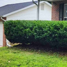 Bush Trimming by Hardscaping Plus reviewed on November 22, 2025