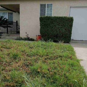 Bush Trimming by Lawn Flex reviewed on March 26, 2026