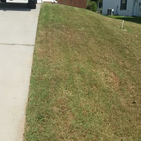 Bush Trimming by Kelsie&#039;s lawn pros reviewed on November 19, 2025