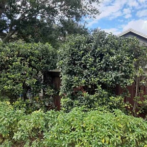 Bush Trimming by Wolverine Lawncare reviewed on August 15, 2025