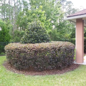 Bush Trimming by Foodcruisellc reviewed on September 30, 2025