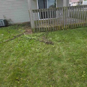Bush Trimming by Srt lawns reviewed on July 4, 2026