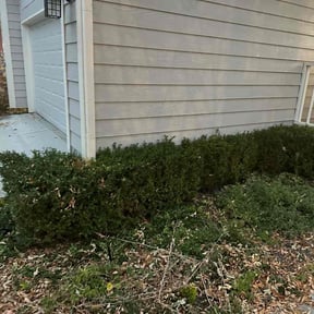 Bush Trimming by Chai reviewed on August 15, 2025