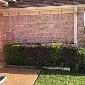 Bush Trimming by DadSon Lawncare reviewed on August 19, 2025