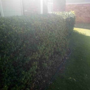 Bush Trimming by OG lawn services reviewed on August 14, 2025