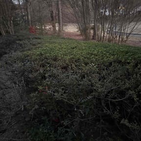 Bush Trimming by Gonzalez Landscaping reviewed on November 30, 2025