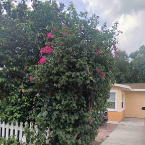 Bush Trimming by T.R. Integrated Services reviewed on November 19, 2025