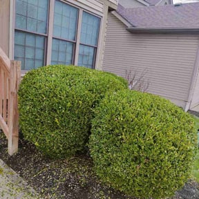 Bush Trimming by DTE Maintenance Llc reviewed on August 13, 2025