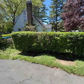 Bush Trimming by A. I. Lawn reviewed on May 21, 2026