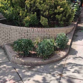 Bush Trimming by Girtz Landscaping reviewed on May 11, 2025