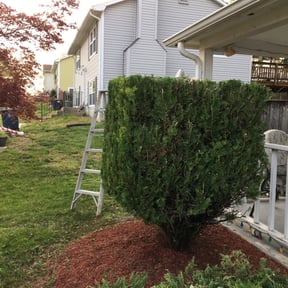 Bush Trimming by VERTEXX reviewed on November 18, 2025