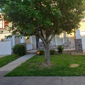 Bush Trimming by Good Guys Lawn and Fence reviewed on August 15, 2025