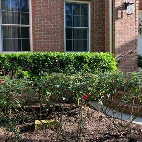 Bush Trimming by JR Lawn Maintenance reviewed on August 17, 2025