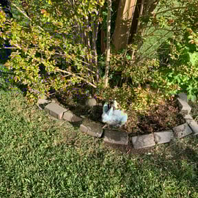 Flower Bed Weeding by Big Rocks Landscaping & Demolition reviewed on August 18, 2025