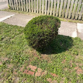 Bush Trimming by Maintenance Unlimited reviewed on August 21, 2025