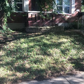 Bush Trimming by YardPro reviewed on August 15, 2025