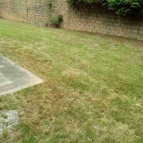Leaf Removal by Meza Landscape reviewed on May 25, 2026