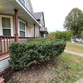 Bush Trimming by Lawn services JAV reviewed on November 24, 2025