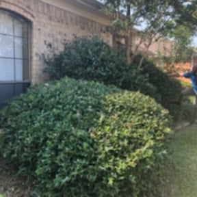 Bush Trimming by PerfectCutLawn reviewed on August 14, 2025